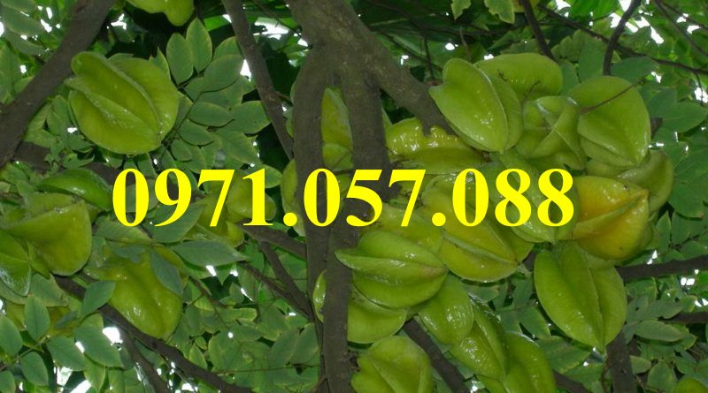 GIỐNG CÂY KHẾ CHUA
